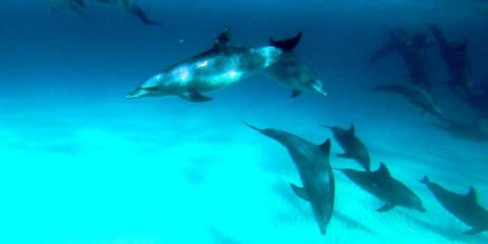 Dolphin & Marine Conservation Volunteering In Zanzibar