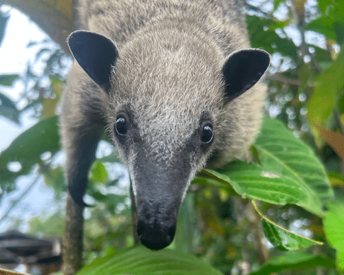 animal in Ecuador
