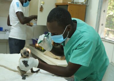 Veterinarian inspecting young colobus monkey.