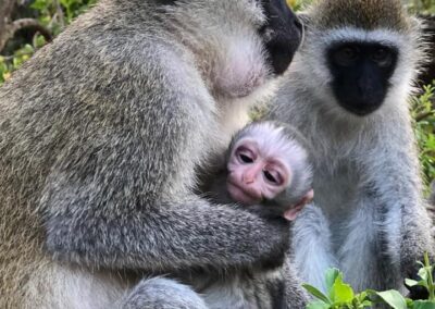 Two adult monkeys with young monkey.