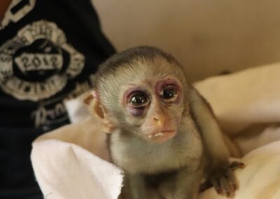 Young black and white colobus monkey.