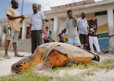 A turtle rests on the ground in front of several people.