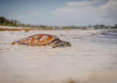 A turtle on the beach.
